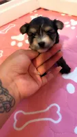 Zigy, a male Yorkshire Terrier for sale in Phoenix, AZ – 1 of 1