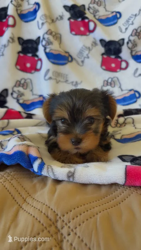 Lola – Yorkshire Terrier puppy for sale in Phoenix, AZ
