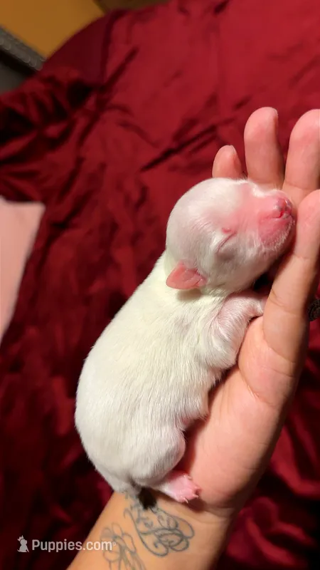 Prince – Yorkshire Terrier puppy for sale in Tucson, AZ