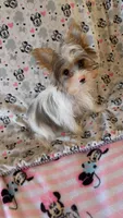 Luke, a male Yorkshire Terrier for sale in Phoenix, AZ – 2 of 2