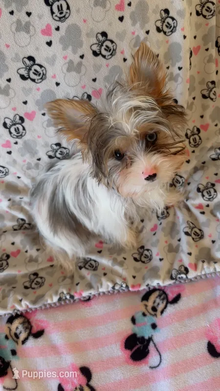 Luke – Yorkshire Terrier puppy for sale in Phoenix, AZ