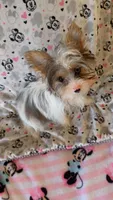 Luke, a male Yorkshire Terrier for sale in Phoenix, AZ – 1 of 2