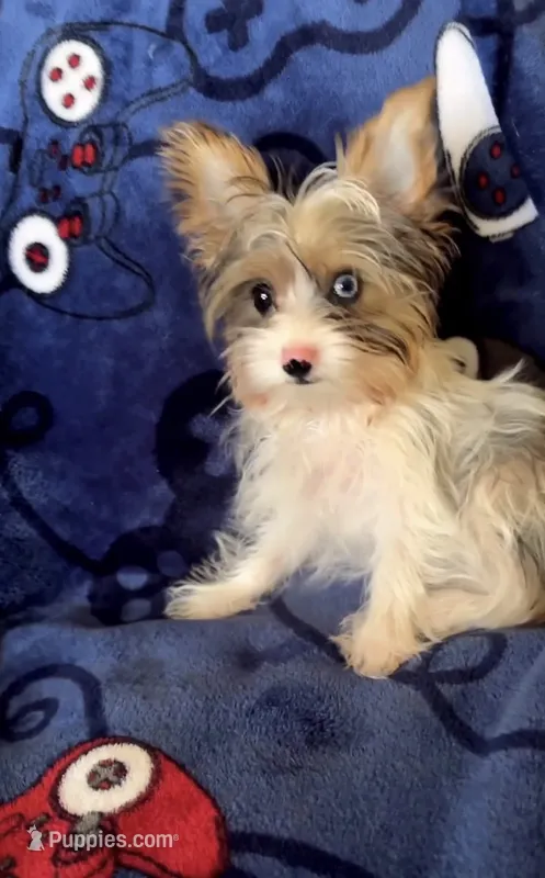 Luke – Yorkshire Terrier puppy for sale in Phoenix, AZ