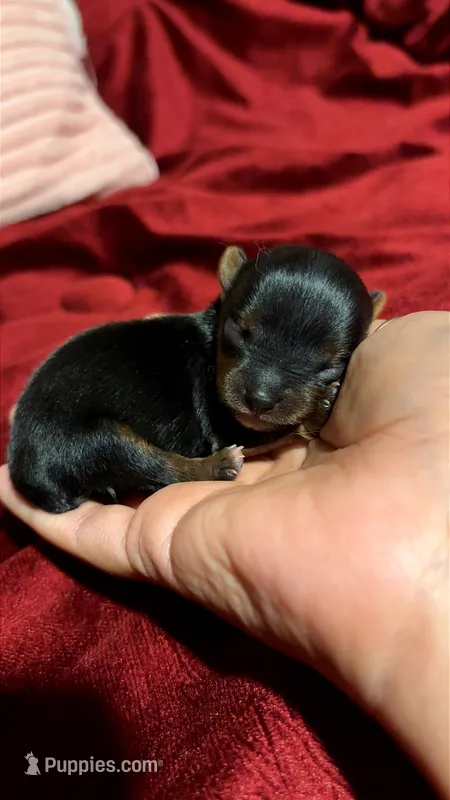 Peanut – Yorkshire Terrier puppy for sale in Tucson, AZ