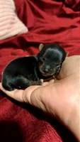 Peanut, a male Yorkshire Terrier for sale in Tucson, AZ – 1 of 1