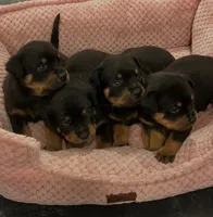 Puppy one, a male Rottweiler for sale in Tucson, AZ – 3 of 3