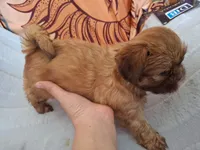 Two girl, a female Shih Tzu for sale in Tucson, AZ – 2 of 2