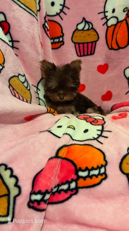 Tiny princess teacup – Yorkshire Terrier puppy for sale in Tucson, AZ