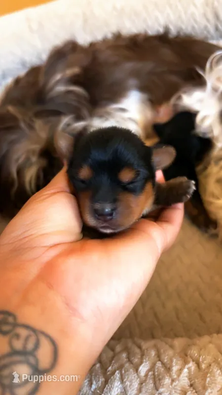 Lola – Yorkshire Terrier puppy for sale in Tucson, AZ
