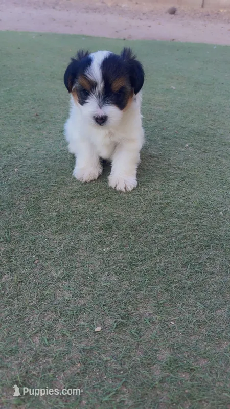 Blessed – Yorkshire Terrier puppy for sale in Phoenix, AZ