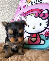 Princess teacup , a female Yorkshire Terrier for sale in Tucson, AZ – 2 of 2
