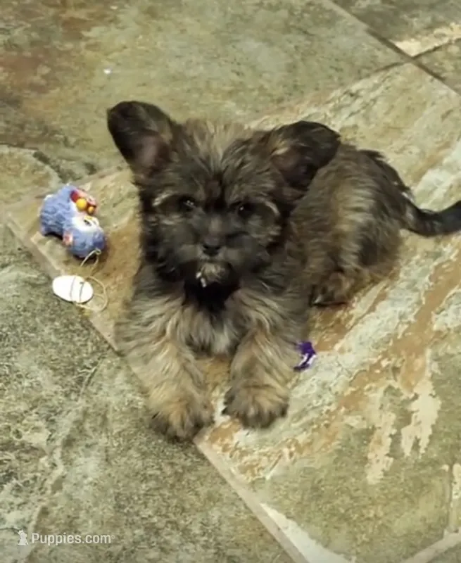Hugo, a male Yorkshire Terrier for sale in Phoenix, AZ – 1 of 1