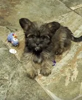 Hugo, a male Yorkshire Terrier for sale in Phoenix, AZ – 1 of 1