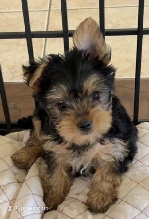 Mia  – Yorkshire Terrier puppy for sale in Phoenix, AZ