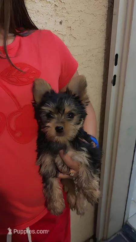 Mia  – Yorkshire Terrier puppy for sale in Phoenix, AZ