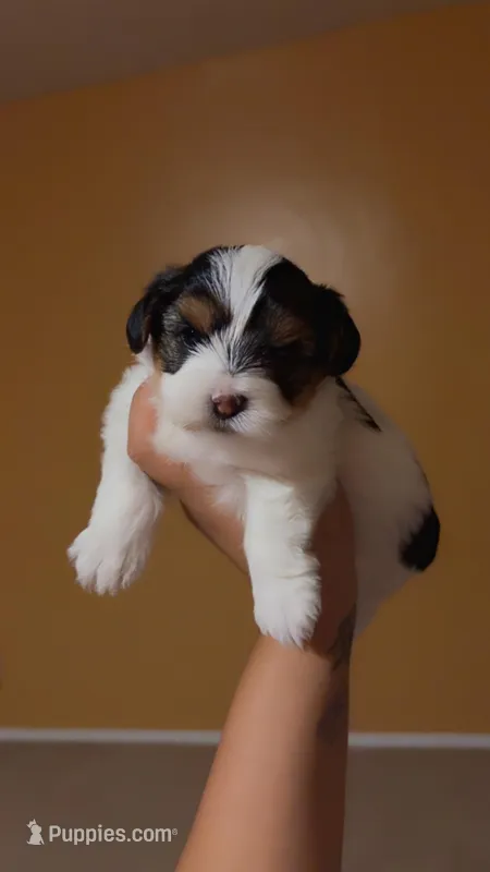 Blessed – Yorkshire Terrier puppy for sale in Phoenix, AZ