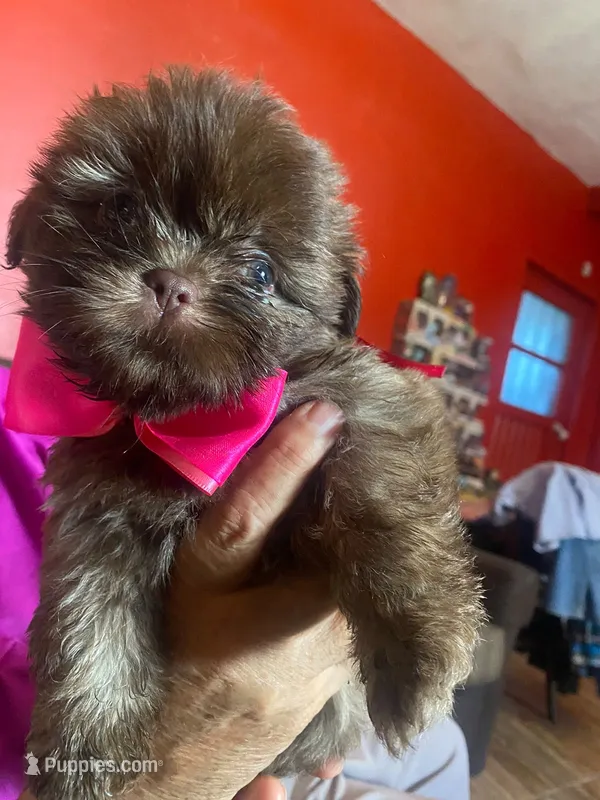 Three girl  – Shih Tzu puppy for sale in Tucson, AZ