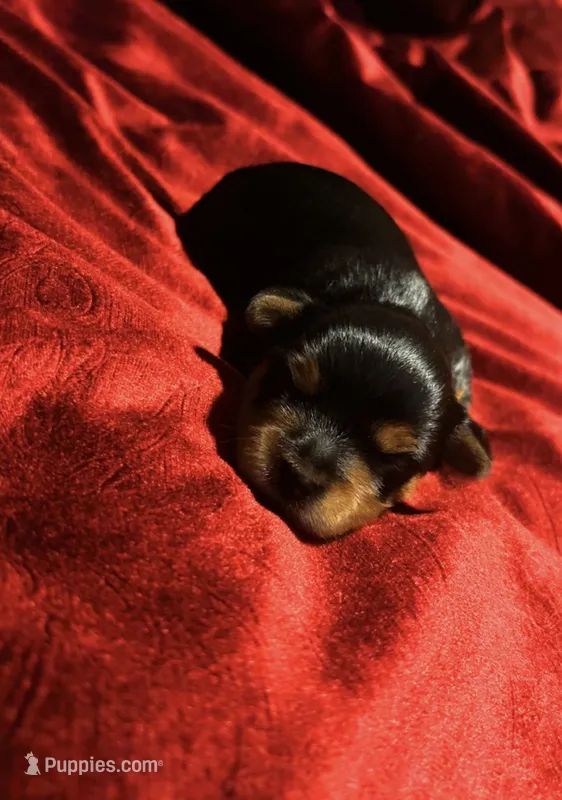 Bruno – Yorkshire Terrier puppy for sale in Tucson, AZ