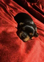 Bruno, a male Yorkshire Terrier for sale in Tucson, AZ – 1 of 3
