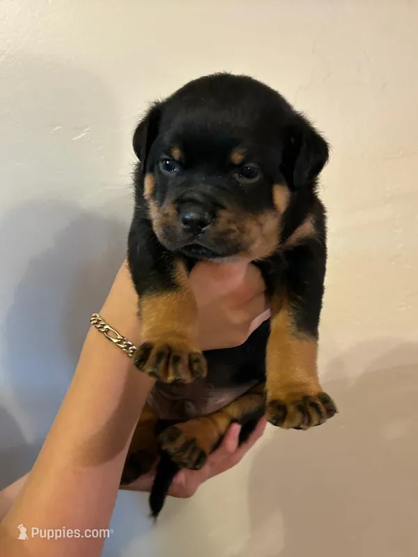 Puppy one – Rottweiler puppy for sale in Tucson, AZ