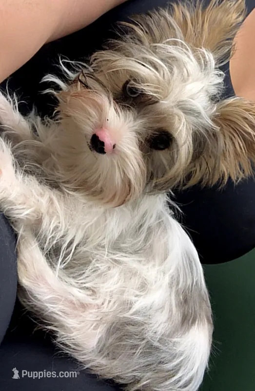 Jack teacup size – Yorkshire Terrier puppy for sale in Tucson, AZ