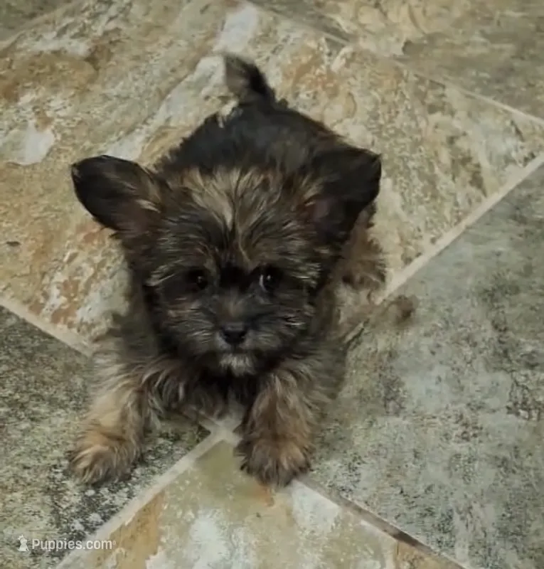 Hugo – Yorkshire Terrier puppy for sale in Phoenix, AZ