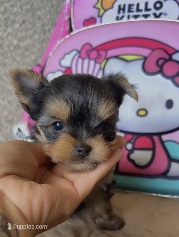 Princess teacup  – Yorkshire Terrier puppy for sale in Tucson, AZ
