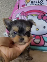 Princess teacup , a female Yorkshire Terrier for sale in Tucson, AZ – 1 of 2