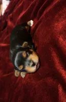 Bruno, a male Yorkshire Terrier for sale in Tucson, AZ – 2 of 3