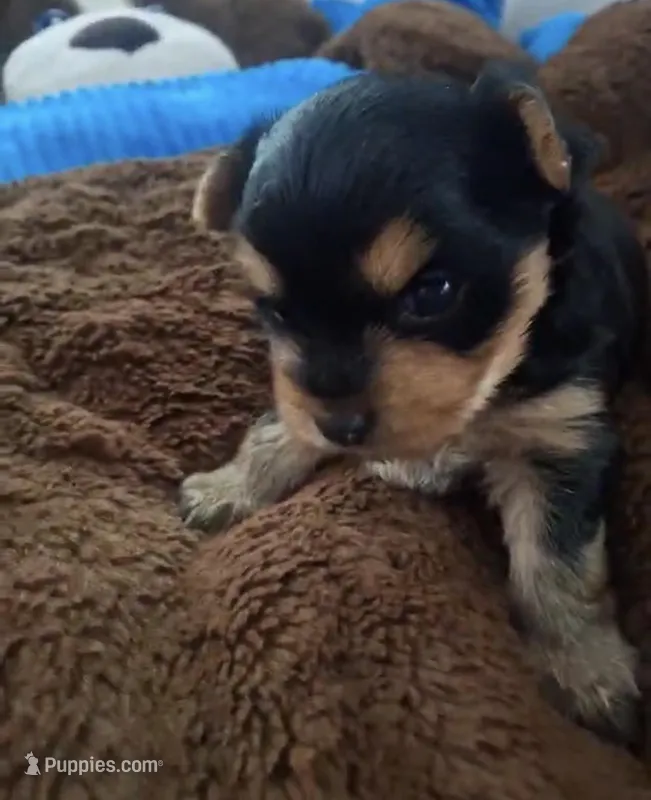 Lizzy, a female Yorkshire Terrier for sale in Phoenix, AZ – Photo 1 of 1