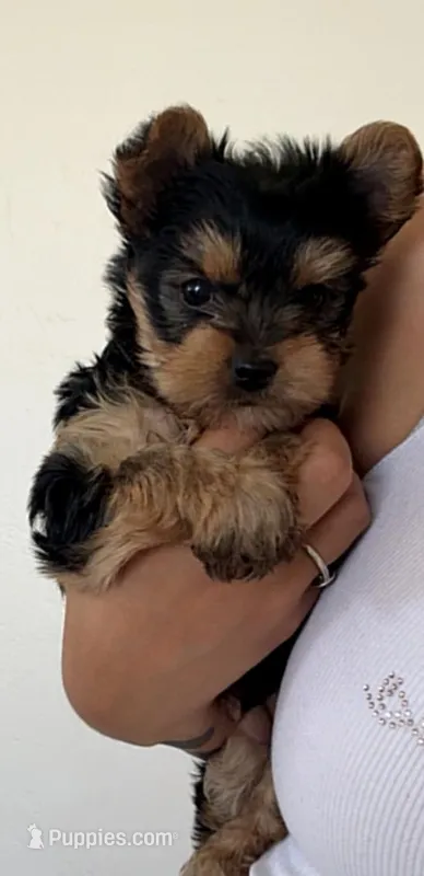 Lady – Yorkshire Terrier puppy for sale in Phoenix, AZ