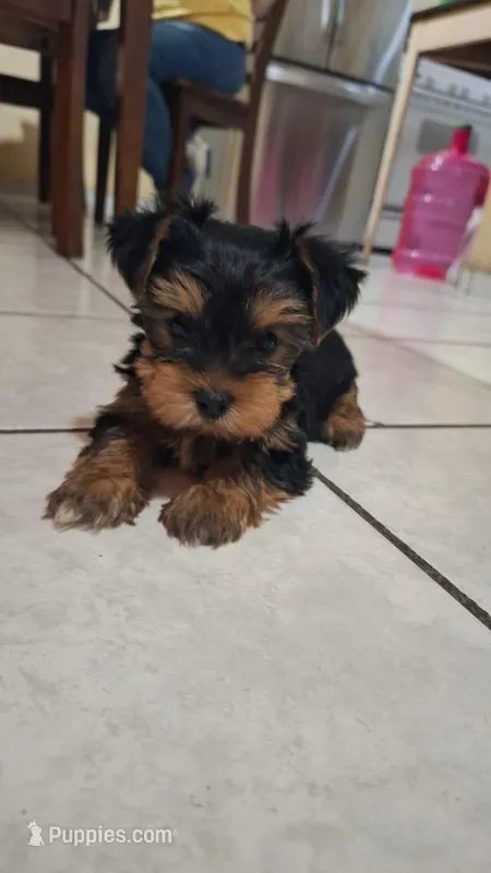 Lady – Yorkshire Terrier puppy for sale in Phoenix, AZ