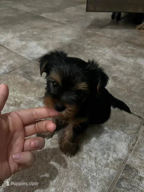 Lola – Yorkshire Terrier puppy for sale in Phoenix, AZ