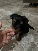 Lola, a female Yorkshire Terrier for sale in Phoenix, AZ – 1 of 1