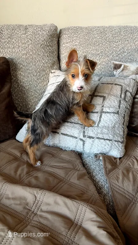 Leo – Yorkshire Terrier puppy for sale in Phoenix, AZ