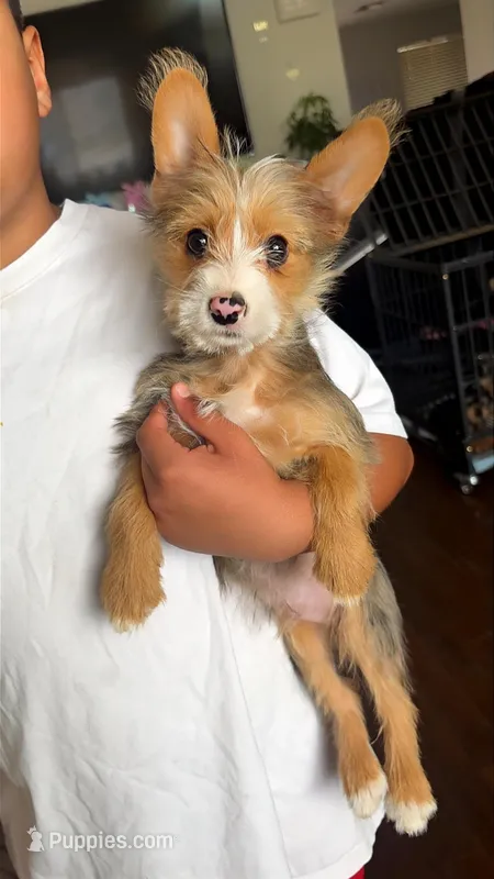 Leo – Yorkshire Terrier puppy for sale in Phoenix, AZ