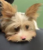 Jack teacup size, a male Yorkshire Terrier for sale in Tucson, AZ – 2 of 2