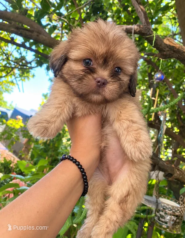 Girl two  – Shih Tzu puppy on hold in Tucson, AZ
