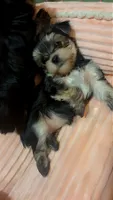 Barbie , a female Yorkshire Terrier for sale in Phoenix, AZ – 2 of 2