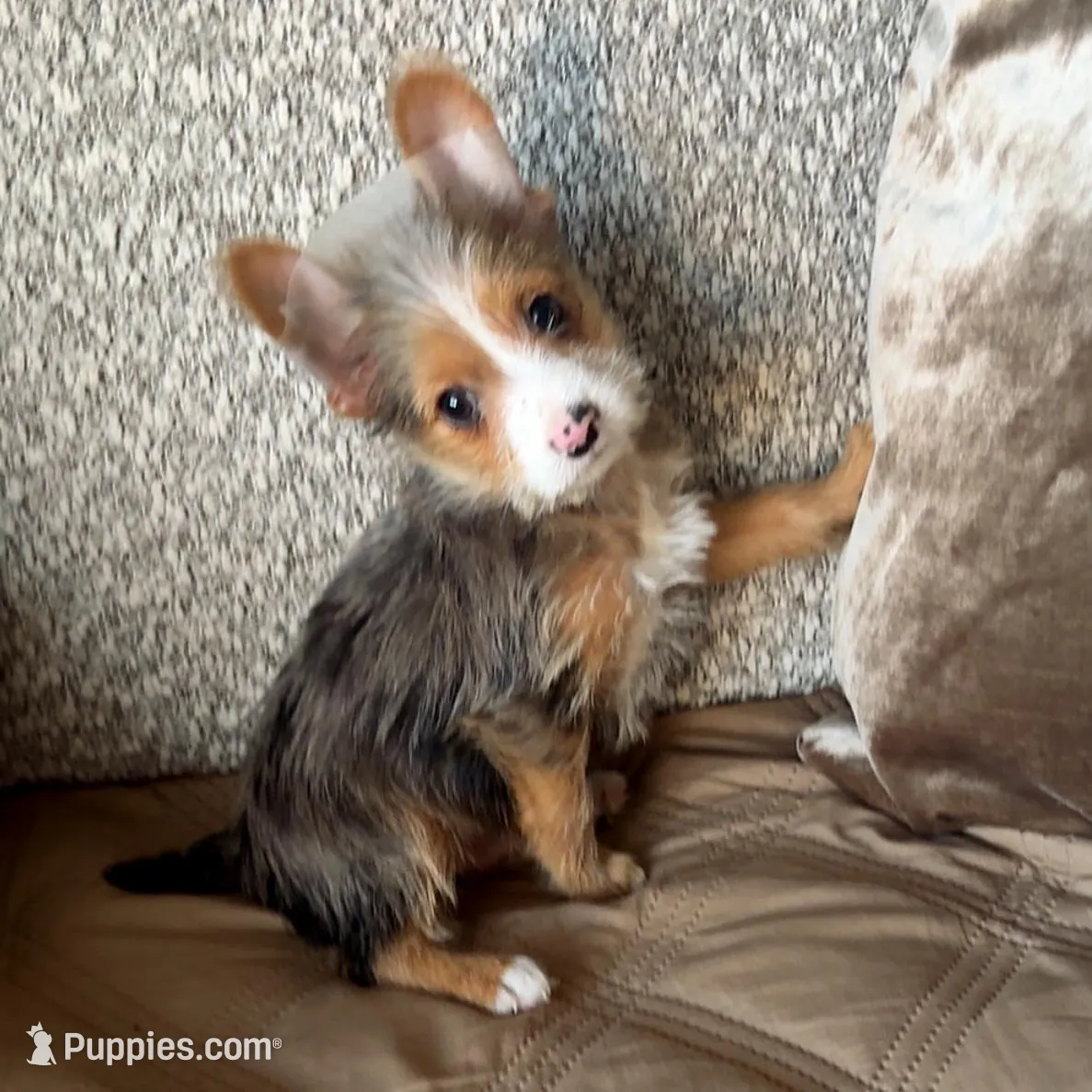 Noa – Yorkshire Terrier puppy for sale in Phoenix, AZ