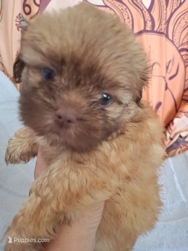 Two girl – Shih Tzu puppy for sale in Tucson, AZ