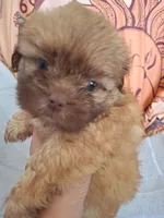 Two girl, a female Shih Tzu for sale in Tucson, AZ – 1 of 2