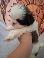 One girl, a female Shih Tzu for sale in Tucson, AZ – 2 of 2