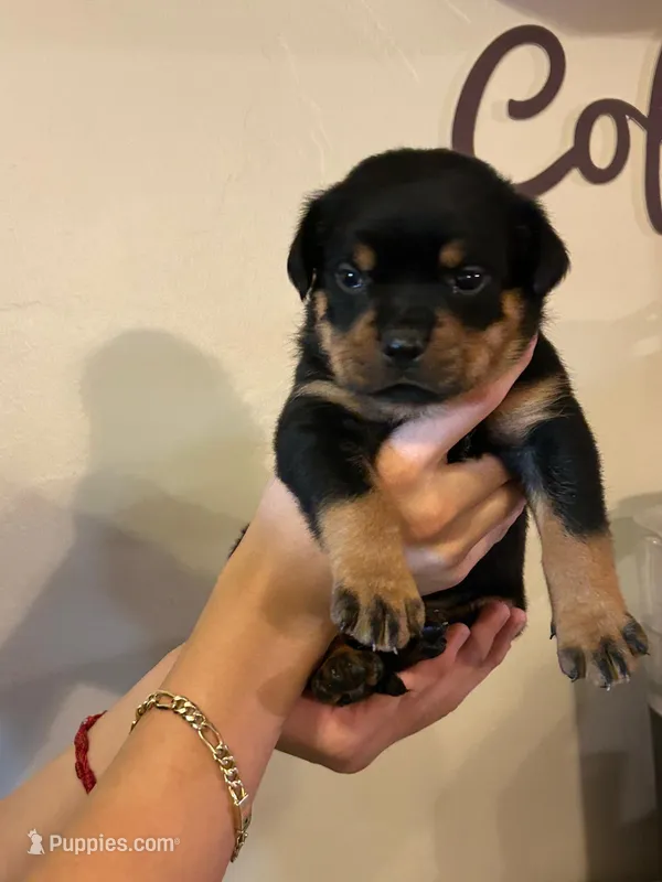 Puppy two – Rottweiler puppy for sale in Tucson, AZ