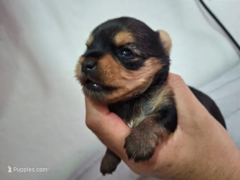 Ash – Yorkshire Terrier puppy for sale in Tucson, AZ