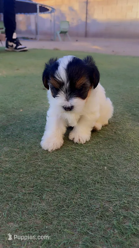 Blessed – Yorkshire Terrier puppy for sale in Phoenix, AZ