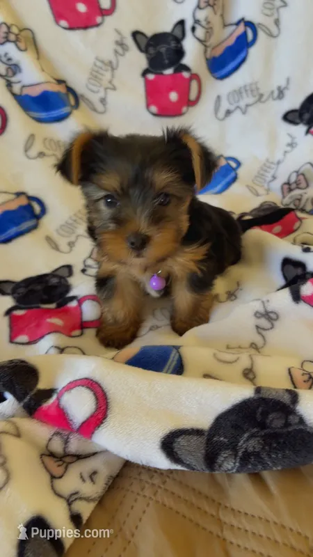 Lulu – Yorkshire Terrier puppy for sale in Phoenix, AZ
