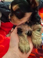 Asher toy yorkie, a male Yorkshire Terrier for sale in Tucson, AZ – 3 of 3