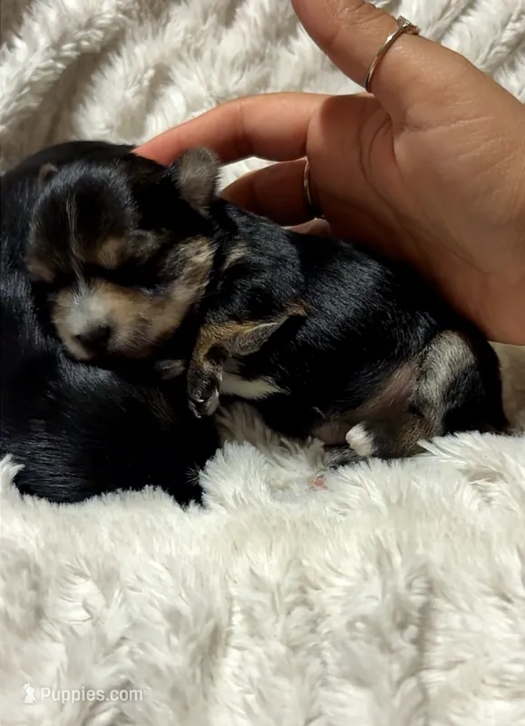 Blossom – Yorkshire Terrier puppy for sale in Phoenix, AZ