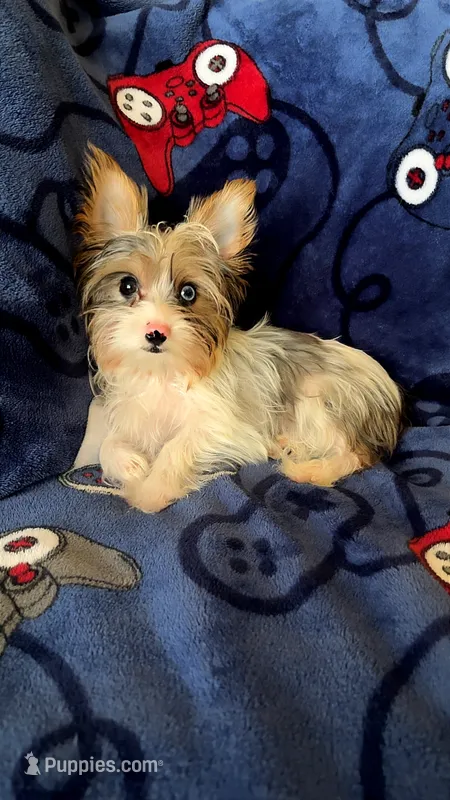 Luke – Yorkshire Terrier puppy for sale in Phoenix, AZ